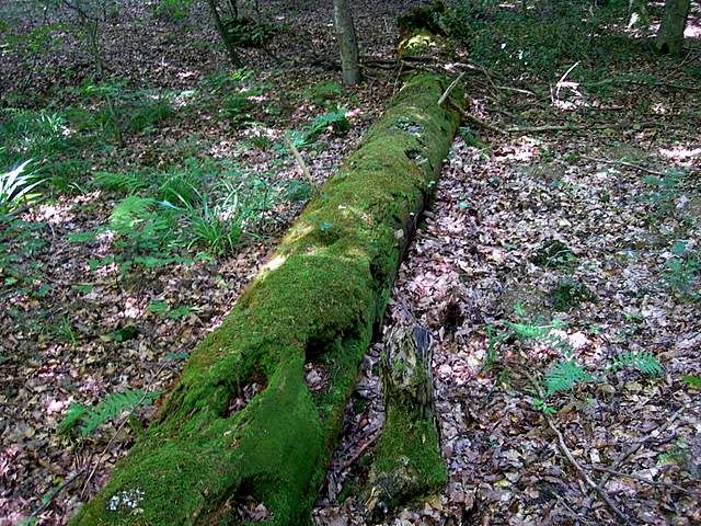 Galerine anno 2007
